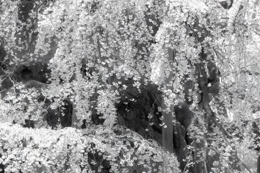 満開の桜、モノクロ 満開の桜、モノクロ 滝桜,枝垂れ桜,桜の写真素材