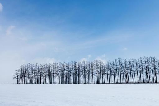 モヤがかった空と雪原に立ち並ぶ林 モヤがかった空と雪原に立ち並ぶ林の写真