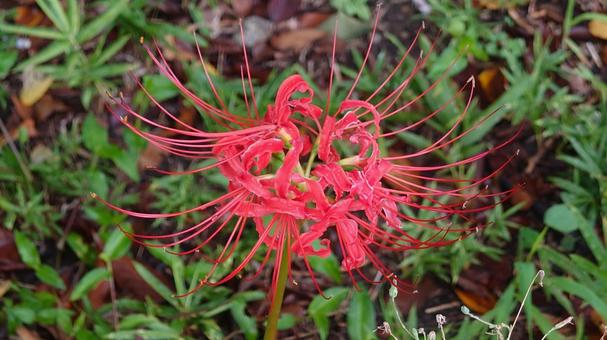 彼岸花 彼岸花 秋,赤,花の写真素材