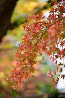 五福公園の紅葉 紅葉,風景,植物の写真素材