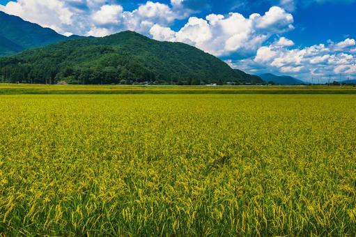 黄金色に輝く田んぼと、緑豊かな山々 黄金色に輝く田んぼと、緑豊かな山々 風景,日本,夏の写真素材