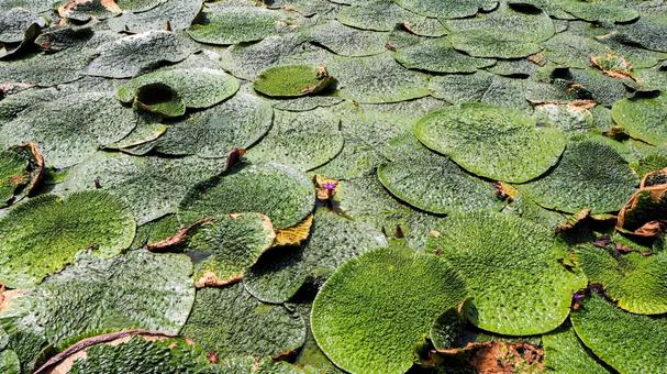 水元公園のオニバス池・紫色の花（葛飾区） 夏,水元公園,オニバス池の写真素材