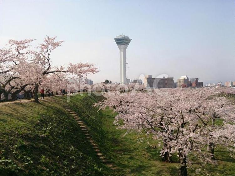 桜と五稜郭タワー 風景,木,桜の写真素材