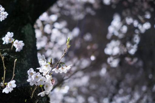 夜桜のライトアップ 夜桜のライトアップ 桜,花見,花びらの写真素材
