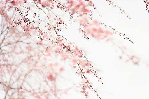 Cherry blossoms wrapped in spring light, JPG