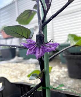 ナスの花 ナスの花の写真