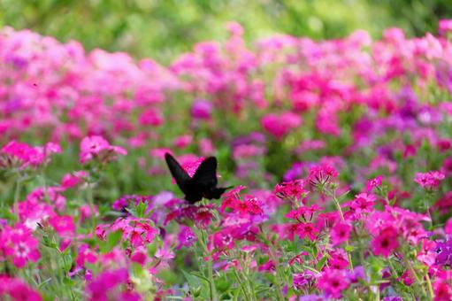 Photo, nadesico, flower, pink, 
