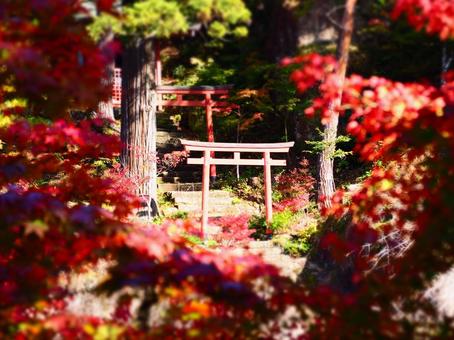 鳥居と紅葉 秋,紅葉,神社の写真素材