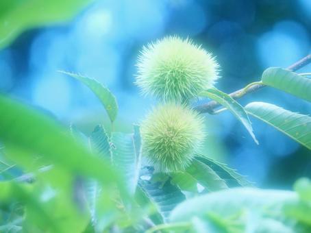 青いイメージの栗 青いイメージの栗 栗,栗の木,夏の写真素材