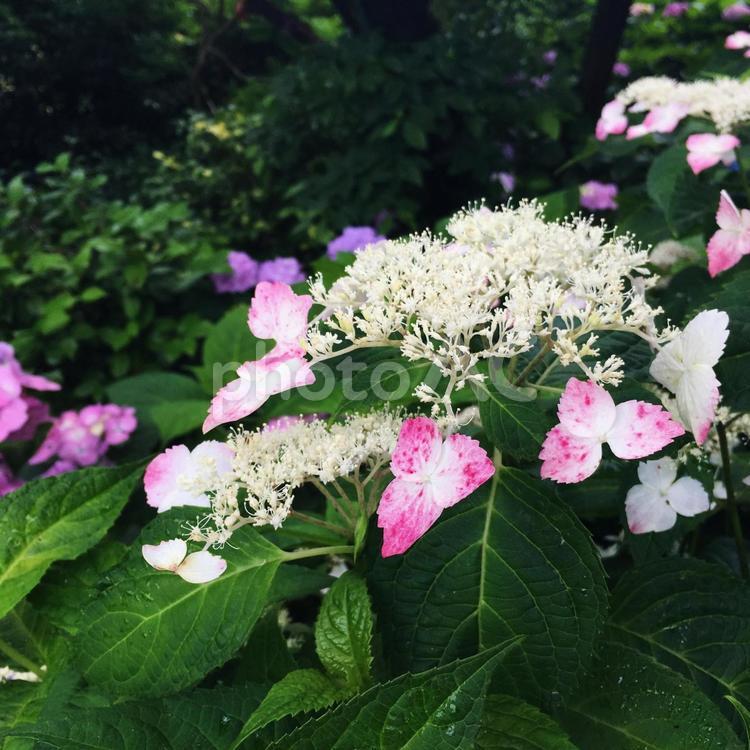 ガクアジサイ　雨雫　あじさい　梅雨 ガクアジサイ,あじさい,紫陽花の写真素材
