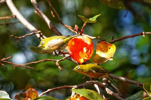 柿次郎参上4 動物,生き物,癒しの写真素材