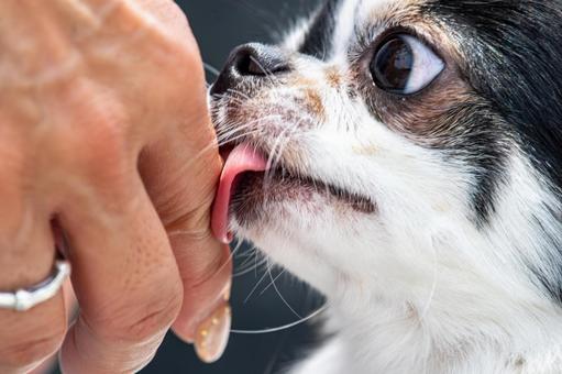 愛らしい表情のチワワ ちわわ,チワワ,犬の写真素材