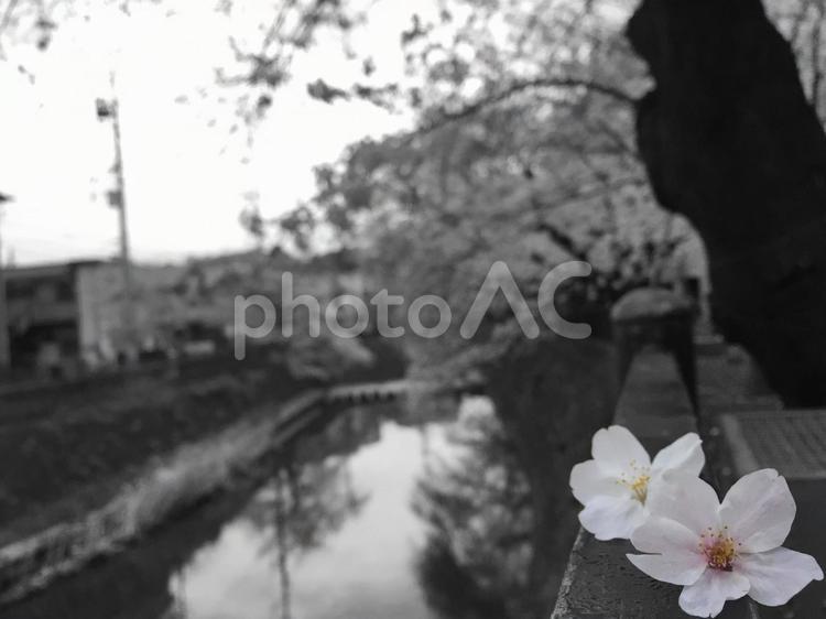 大岡川桜 花,木,人の写真素材