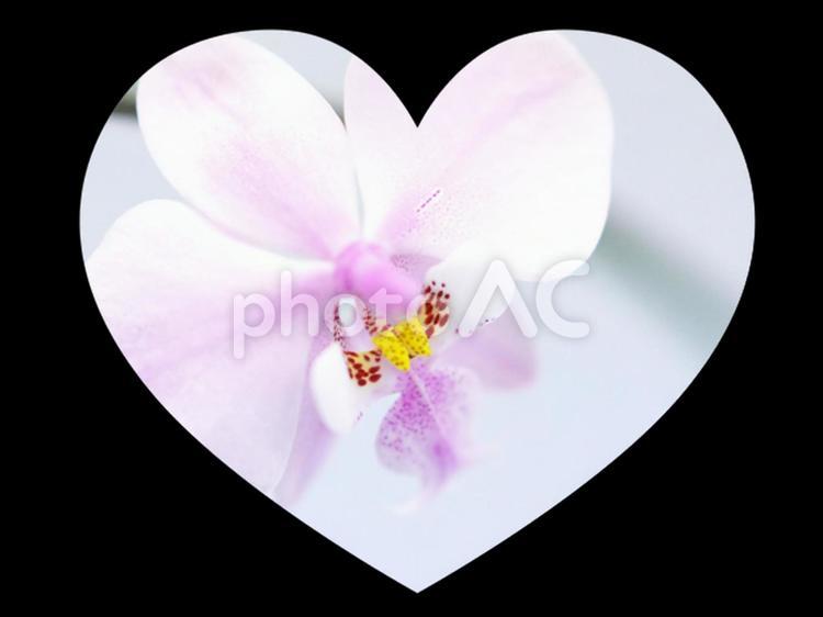 ハートがときめく洋ラン らん,花,マクロの写真素材