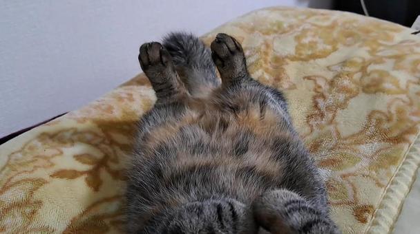 猫の足 猫の足の写真