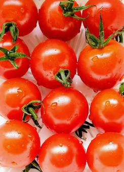 水滴のついたミニトマト 新鮮野菜 水滴のついたミニトマト 新鮮野菜 ミニトマト,トマト,野菜の写真素材