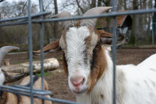 やぎの写真