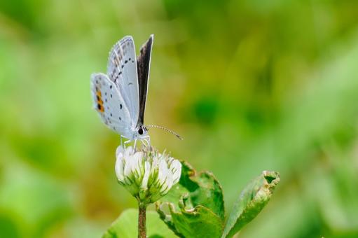 Photo, early summer, butterfly, short-tailed blue, 