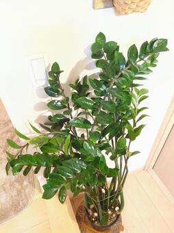 大型観葉植物　ザミオクルカス　7号鉢 大型観葉植物,ザミオクルカス,リビングの写真素材