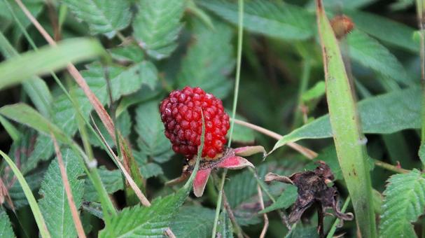 箱根駒ケ岳山頂に自生するバライチゴ 箱根駒ケ岳山頂に自生するバライチゴ バライチゴ,薔薇イチゴ,キイチゴの写真素材