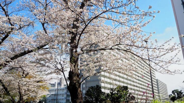 春の南砂緑道公園・桜並木＆街並み・江東区 春,桜,南砂緑道公園の写真素材