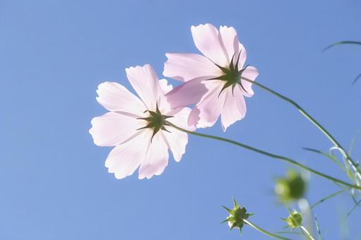 青空と寄り添うコスモス① 青空と寄り添うコスモス① コスモス,秋桜,秋の写真素材