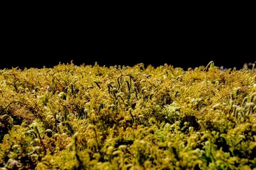 黒背景の苔 黒背景の苔 苔,コケ,緑の苔の写真素材