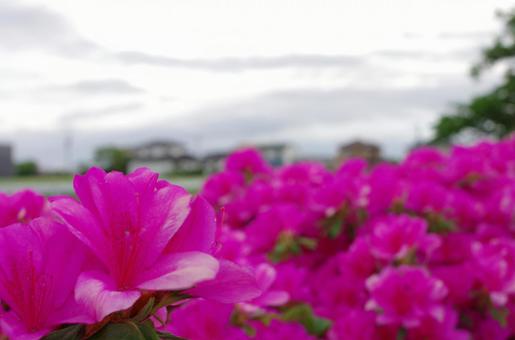 flower, JPG flower, JPG