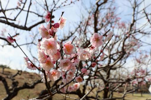 cherry blossoms, JPG cherry blossoms, JPG
