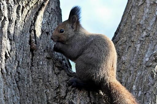 リス エゾリス,哺乳類,野生の写真素材