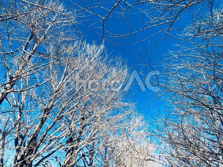 ブルーの空に映える冬の並木道 映える,並木道,ブルーの写真素材