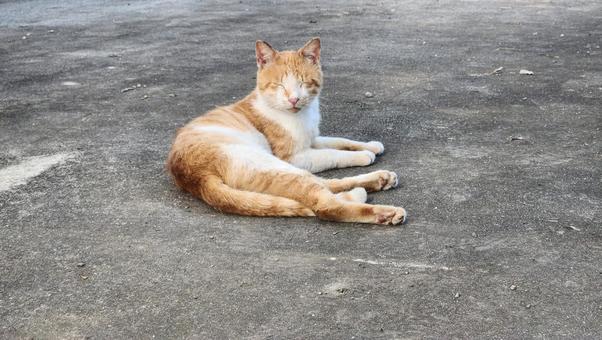 Photo, cat, animal, creatures, 