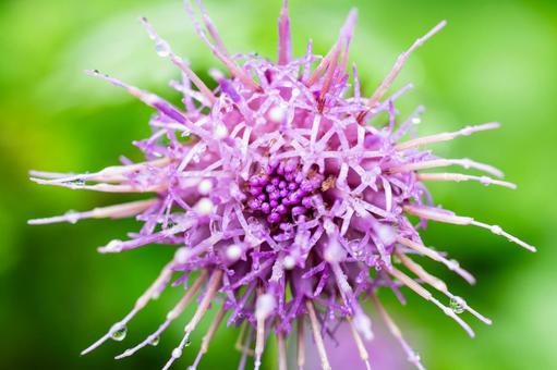 アザミ⑴ アザミ⑴ 花,アザミ,植物の写真素材