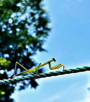 カマキリ カマキリの写真