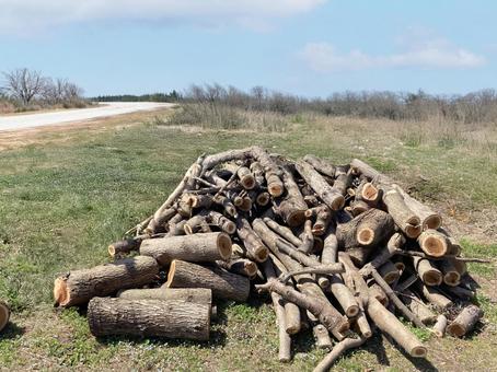 伐採木_20250412_03 伐採,木材,木の写真素材