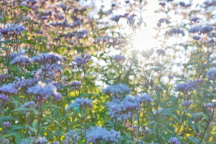 夕日に浮かぶピンクの花 自然,flower,フラワーの写真素材
