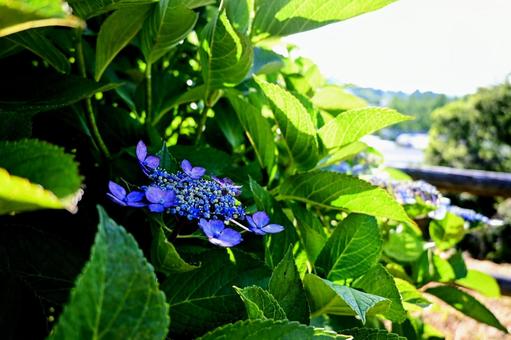 Shining hydrangeas and green leaves, JPG Shining hydrangeas and green leaves, JPG