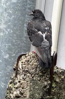 野生の鳩 野生の鳩の写真