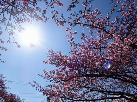 河津桜の公園-83 河津桜の公園-83 公園,河津桜,花びらの写真素材