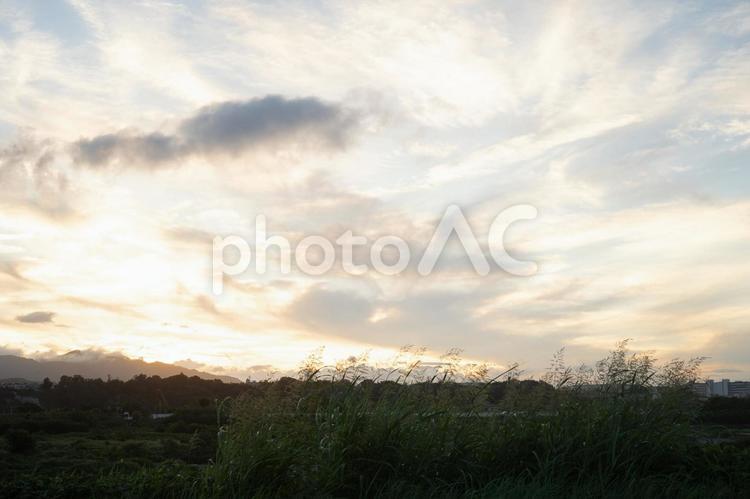 夕焼けに照らされる河川敷の雑草 自然,雲,空の写真素材