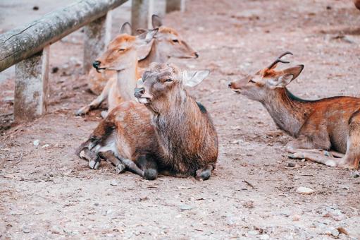 とても良い匂いがしますね とても良い匂いがしますねの写真