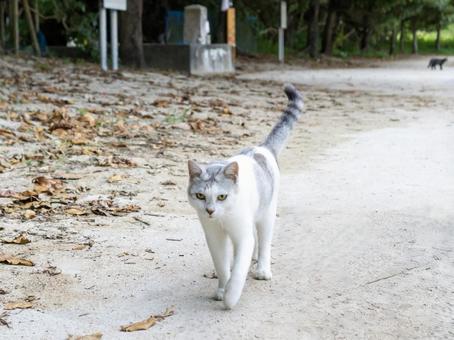 マイペースに過ごす猫の写真