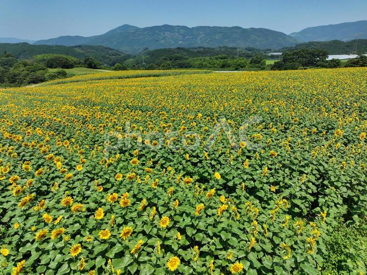 ひまわり畑 ひまわり畑,ひまわり,向日葵の写真素材