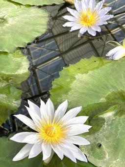 睡蓮 睡蓮,花,植物の写真素材