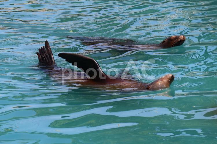 2頭の泳ぐカリフォルニアアシカ 2頭,泳ぐ,カリフォルニアアシカの写真素材