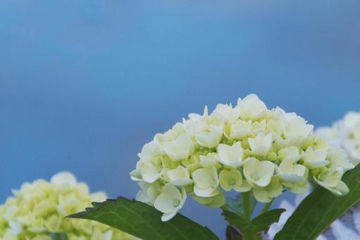 Hydrangea, JPG