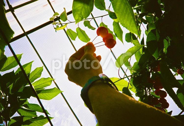 さくらんぼ狩りする手　逆光下 さくらんぼ,さくらんぼ狩り,果物の写真素材