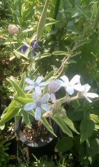 Photo, ফুল, উদ্ভিদ, গাছের পাতা, 