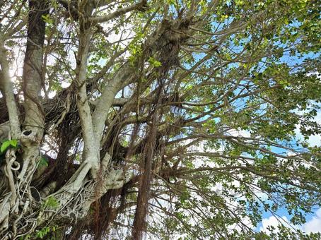 ガジュマルの木2 ガジュマルの木2 ガジュマル,植物,グリーンの写真素材