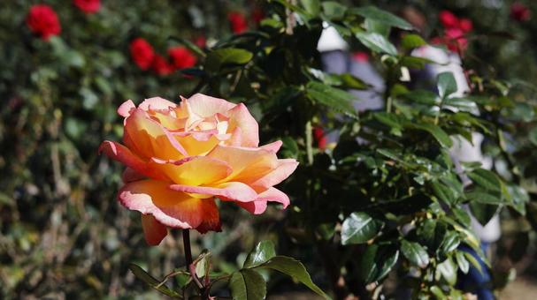 【花の写真】ばらの花 rose,植物,園芸の写真素材